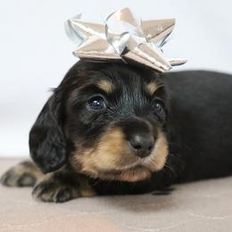 Little Girl - Dachshund puppy from Golden Creek Miniature Farm