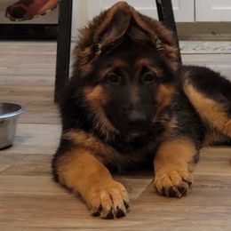 German Shepherd Puppies from Romuender German Shepherd Dogs