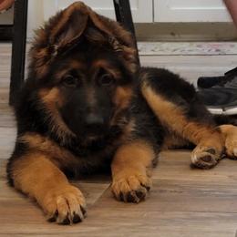 German Shepherd Puppies from Romuender German Shepherd Dogs