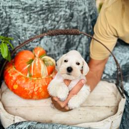 Casp - White male Miniature Schnauzer puppy in Moreauville, Louisiana from Bayou Schnauz and Dals