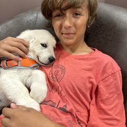 Golden Retriever and Labrador Retriever Puppies from Golden Bundles