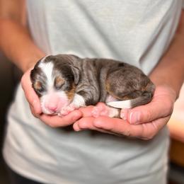Heisman - Blue merle male Bernedoodle puppy in Sugarcreek, Ohio from Cuddly Companion Doodles
