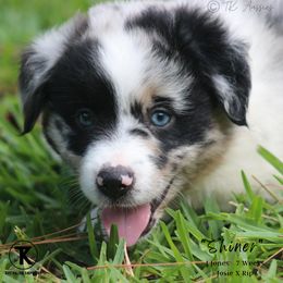 Australian Shepherd, Miniature American Shepherd, Miniature Australian Shepherd, and Toy Australian Shepherd Puppies from TK Standard, Mini, & Toy Aussies