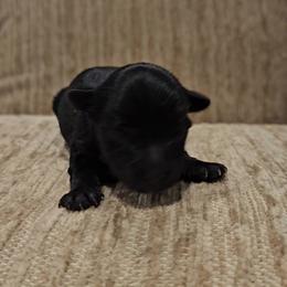Franklin - Black and tan male Yorkshire Terrier puppy in Vancouver, Washington from Yorkastle Kennels