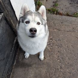 Hallow - Gray and white female Siberian Husky puppy in Webster City, Iowa from Kaleidoscope