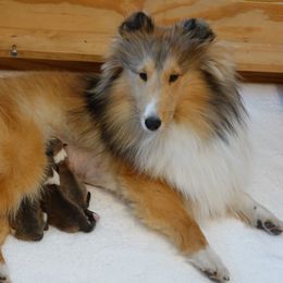 Monchichi - Shetland Sheepdog