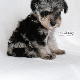 Bernedoodle, Poodle, and Schnoodle Puppies from Grand Lake Poodles & Doodles