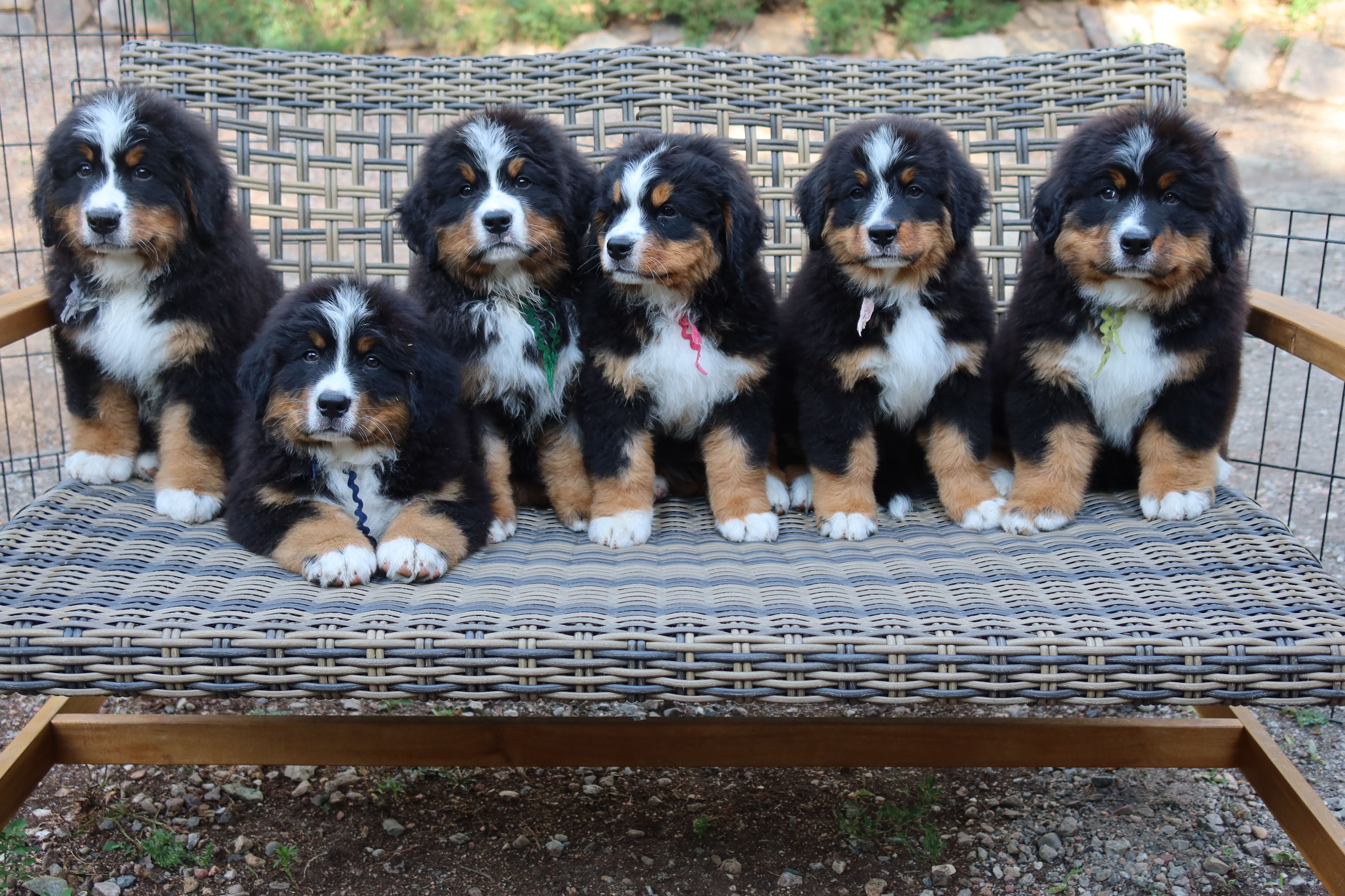 Tanzanite bernese hot sale mountain dogs