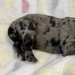 Goldendoodle Puppies from U Need A Doodle