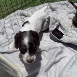 Dachshund Puppies from Pretty Dachshunds 661