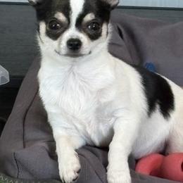 Clara - Chihuahua
