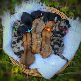 Companion Cross, Mal-Shi, Maltese, Maltipoo, Morkie, and Shih Tzu Puppies from Seeking Shalom Acres Maltese, Maltipoos & Havamalts