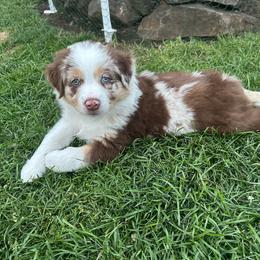 Girl 2 - female Australian Shepherd puppy in Eugene, Oregon from Sadie Blue's Willamette Valley Aussies