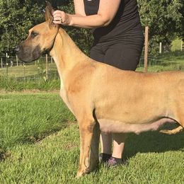 Birdie - Great Dane