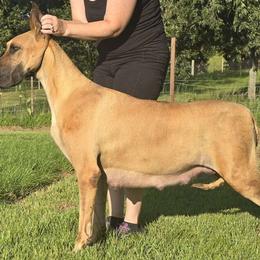 Birdie - Great Dane