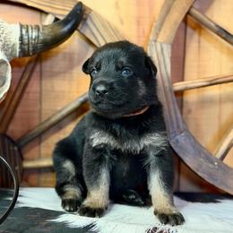 Private - Bi-color male German Shepherd puppy in Beech Grove, Arkansas from Ze Zadnich lesu