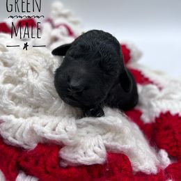 Goldendoodle and Poodle Puppies from Trammell’s Southern Pups