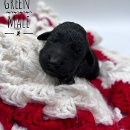 Goldendoodle and Poodle Puppies from Trammell’s Southern Pups