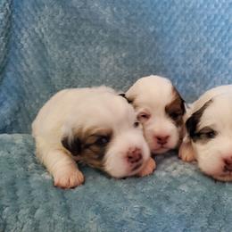 Coton de Tulear Puppies from Columbia Gorge Cotons