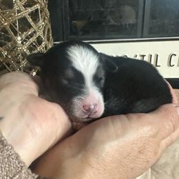 Superman - Black tri-color male Australian Shepherd puppy in Hemet, California from Perfect Companion Aussie's