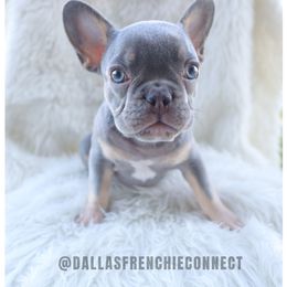Boy 3 - Tricolors male French Bulldog puppy in Waxahachie, Texas from Andrea - Dallas Frenchie Connect