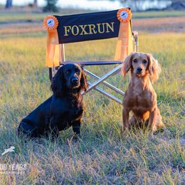 English Cocker Spaniel and Pointer All Grown Up from Foxrun Gundogs