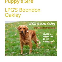 Goldendoodle, Golden Retriever, and Labradoodle All Grown Up from Rosa Goldens & Doodles