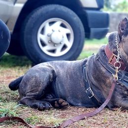 Cane Corso All Grown Up from Diamond Cut Kennels, Hawaii