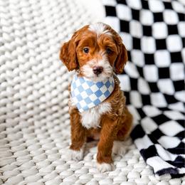Sanji - Red  male Goldendoodle puppy in Springville, Utah from Happy Doodle