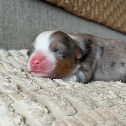 Girl 2 - Blue merle female Australian Shepherd puppy in Oakridge, Oregon from Middle Fork Australian Shepherds