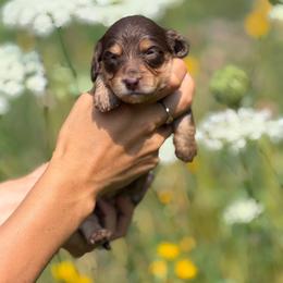 Russian Chocolate Female 4000 - Chocolate and tan female Dachshund puppy in North Branch, Michigan from Monarch Miniature Dachshunds
