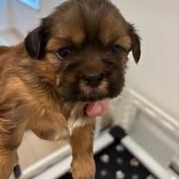 Bentley - Red male Shih Tzu puppy in Ridgecrest, California from Love4Shihtzu