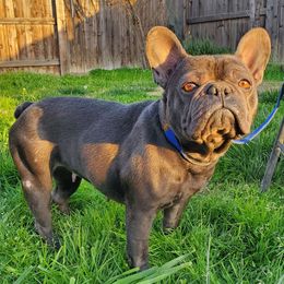 sky - Blue French Bulldog puppy in California from Havaneses de Santillan