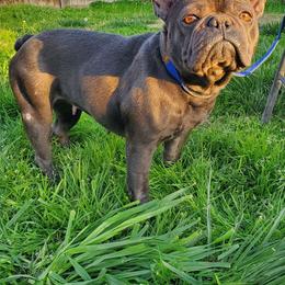 sky - Blue French Bulldog puppy in California from Havaneses de Santillan