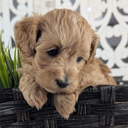 Female 1 - Gold female Havapoo puppy in Burlington, Iowa from River View Puppies