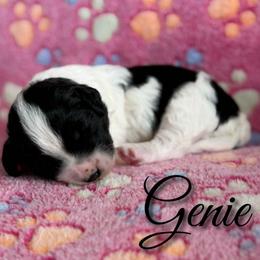 Genie - Black and white female Sheepadoodle puppy in Saint Cloud, Florida from Rising Star Kennels