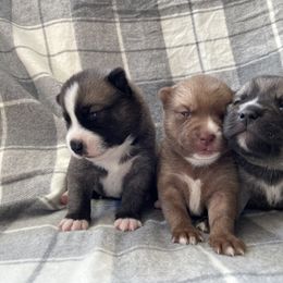 Pomsky Puppies from Aunt Bea’s Puppies