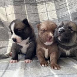 Pomsky Puppies from Aunt Bea’s Puppies