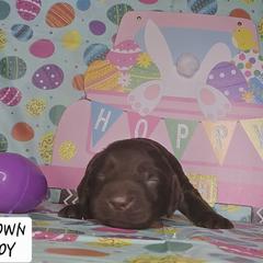 Brown - Liver male Boykin Spaniel puppy in Midland, Michigan from Ives Heritage Homestead