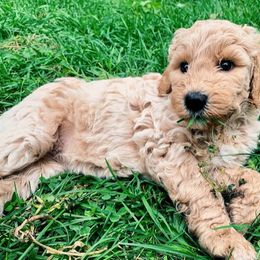 Goldendoodles from Brookeside Doodles