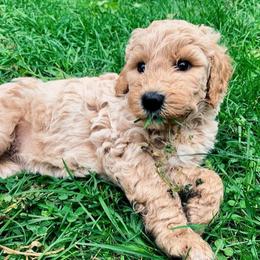 Goldendoodles from Brookeside Doodles
