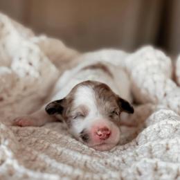 Everglade, Girl - Chocolate merle female Bernedoodle puppy in Maricopa, Arizona from Desert Ridge Doodles
