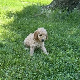 Female 4 - Apricot female Goldendoodle puppy in Sauk Village, Illinois from Midwest Timberland Pups