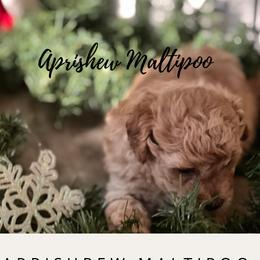 Chevy - Apricot Maltipoo puppy in Weatherford, Texas from Aprishew Maltipoo