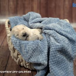 Golden Retriever Puppies from Mountain Sky Goldens   https://youtu.be/30SVQesEtig?si=CMjASv_Tza1VKSNt