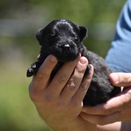Orange collar Male - Black male German Shepherd puppy in Marianna, Florida from Haus M Godwin