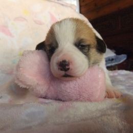 Pembroke Welsh Corgi Puppies from Avalon Farms Pembroke Welsh Corgis