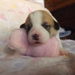 Pembroke Welsh Corgi Puppies from Avalon Farms Pembroke Welsh Corgis