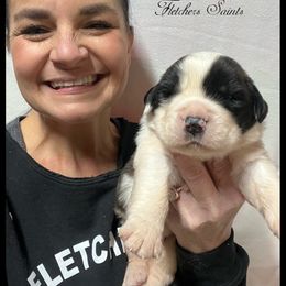 Green - Mahogany and white male Saint Bernard puppy in New Philadelphia, Ohio from Fletchers Saints