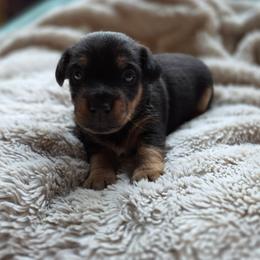 Elvis - Black and tan male American Hunt Terrier puppy in Cave City, Arkansas from Bayou Valley Shepherds and American Hunt Terriers